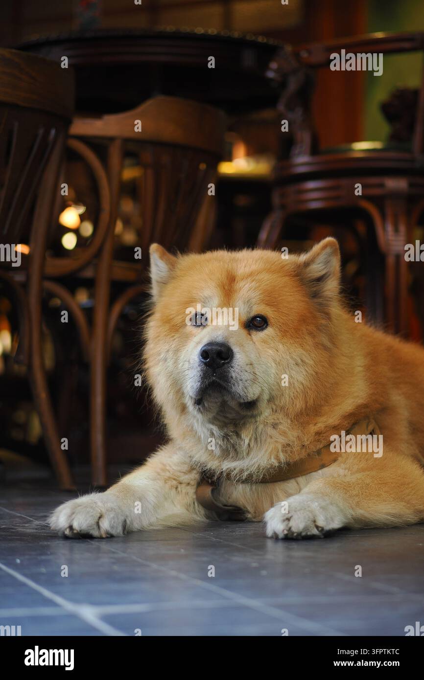 Cane Chow Chow che riposa sul pavimento di un accogliente caffè in una giornata tranquilla Foto Stock