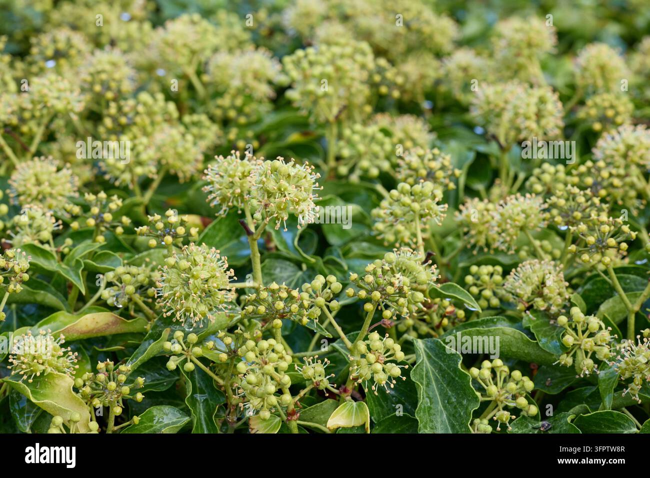 Fiori di edera verde che sbocciano in un ambiente naturale lussureggiante Foto Stock