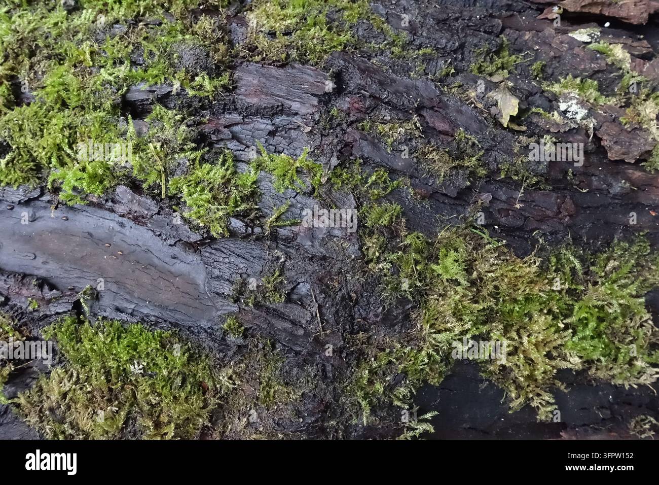 Primo piano di muschio verde brillante che cresce su una corteccia scura, crepata e in decomposizione, creando una texture naturale contrastante nel bosco di Firwood Fold Foto Stock