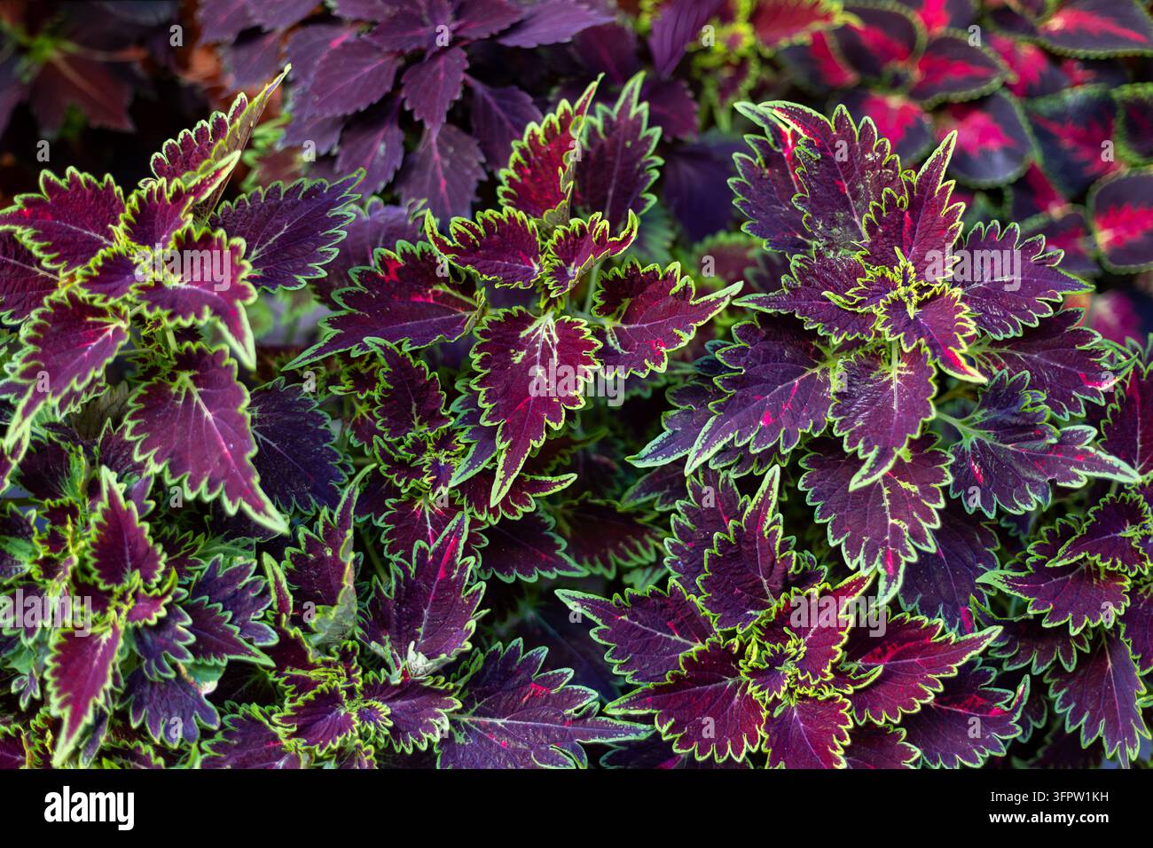 Primo piano di foglie di coleo viola vivaci con bordi verde brillante che creano un motivo di fogliame colorato, texture di pianta tropicale ornamentale con colori ricchi Foto Stock