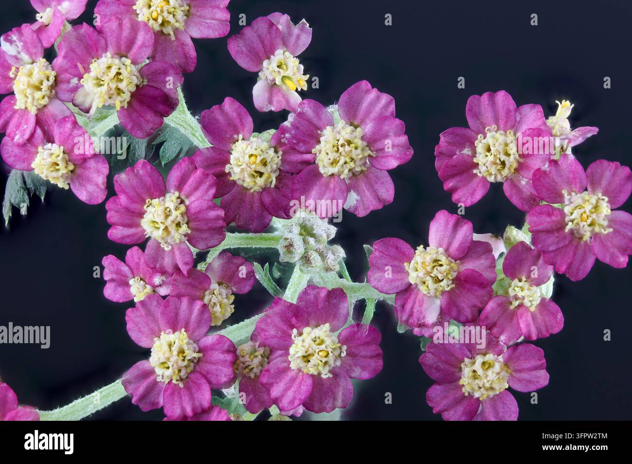 Achillea Cerise Queen, Achillea millefolium, sono grappoli a superficie piatta di piccoli fiori a raggio rosa-magonio simili a margherite, una cultivar nativa dell'Eurasia, Foto Stock