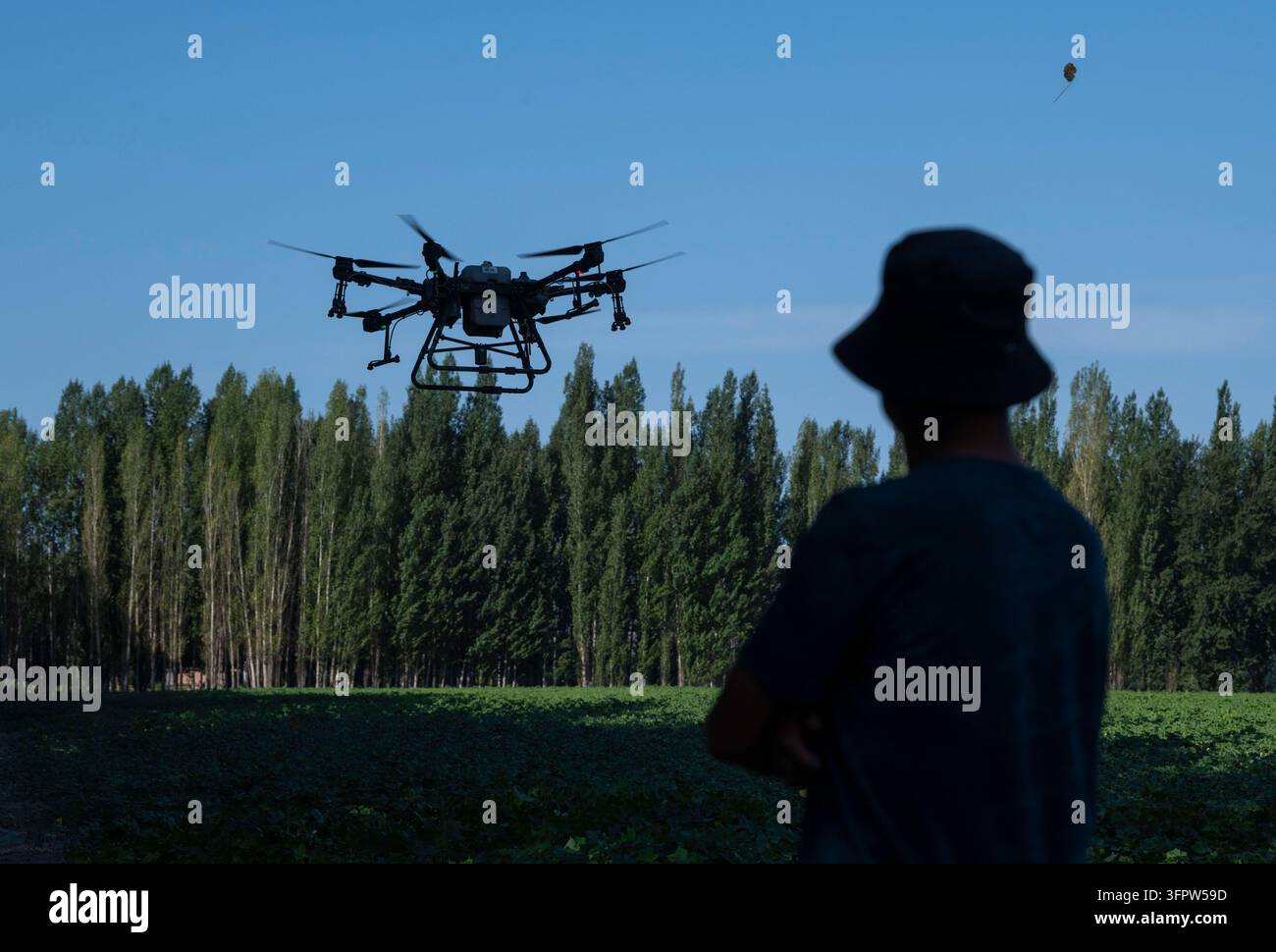 (261009) -- SHAWAN, 9 ott. 2026 (Xinhua) -- Lu Gaolin osserva un drone agricolo che spruzzava pesticidi su un campo di cotone durante la gestione dei campi in piena estate a Shawan, nella regione autonoma uigura del Xinjiang, nord-ovest della Cina, il 15 luglio 2021. Era la prima volta che la famiglia utilizzava la spruzzatura di colture con droni ; in precedenza, facevano affidamento sui trattori.  Con l’arrivo del raccolto autunnale, i campi di cotone in tutto il Xinjiang diventano bianchi come la neve. A Shawan, ai piedi delle montagne Tianshan, il coltivatore di cotone di 35 anni Lu Dewen è impegnato a gestire la sua squadra di raccolta del cotone. Quest’anno, ha piantato 1.500 mu (circa 100 ettari) di c Foto Stock