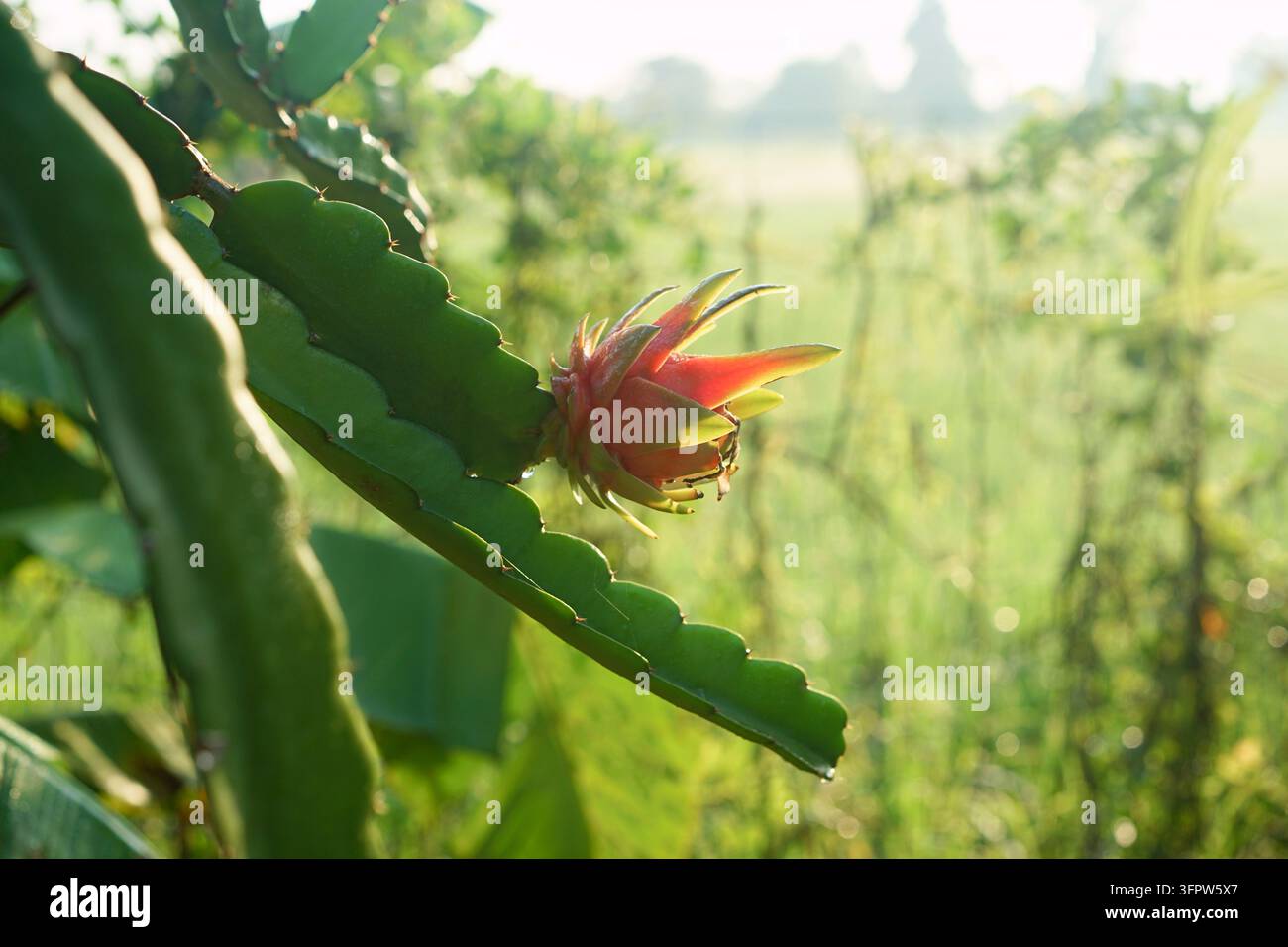 Frutto del drago che cresce su una pianta di cactus alla calda luce del sole Foto Stock