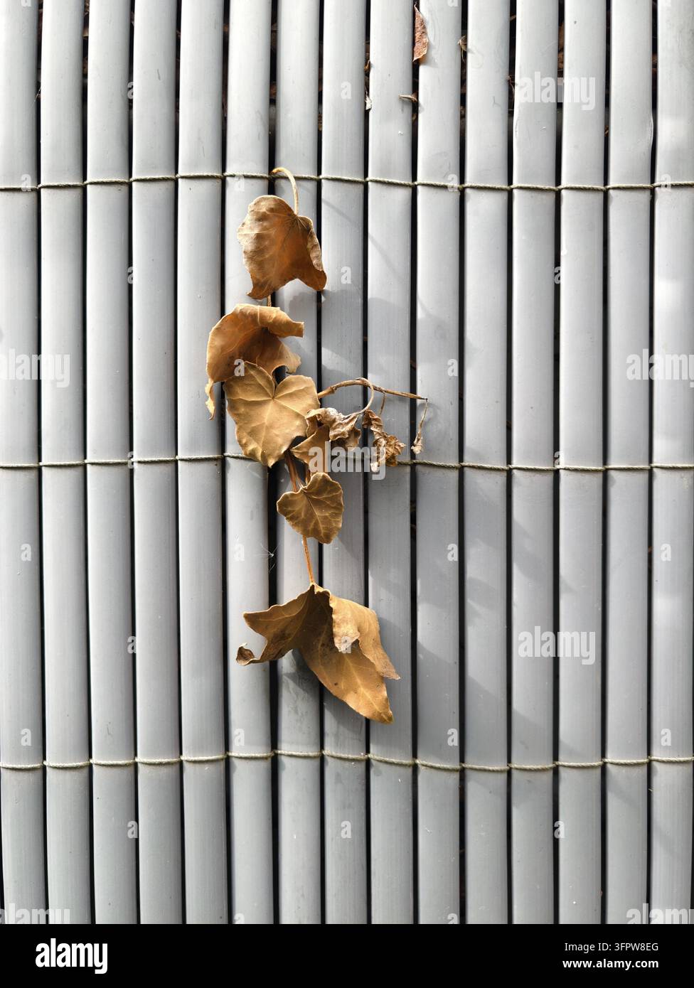Foglie appassite si aggrappano a una schermatura di bambù grigio, creando un motivo naturale di linee verticali, ombre morbide e colori terrosi smorzati. Foto Stock