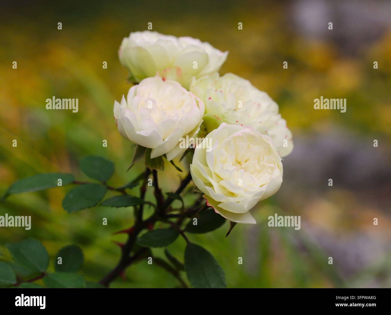 Mazzo di rose da giardino bianche e rosa su un ramo Foto Stock