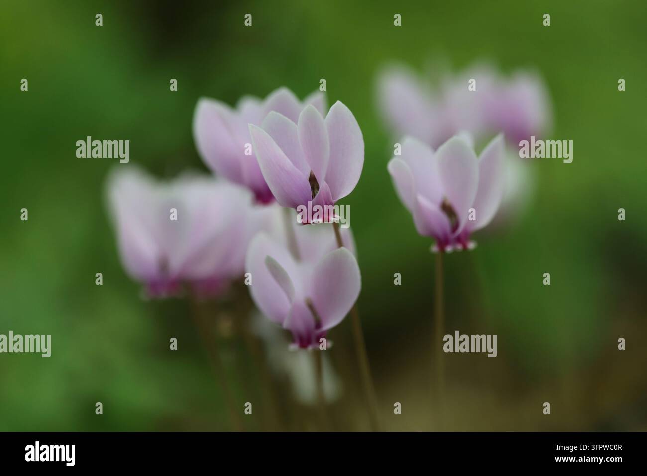 Ciclamino a foglie di edera (Cyclamen hederifolium) Foto Stock