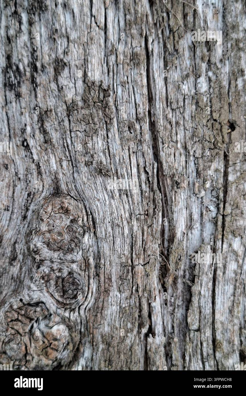 Texture di corteccia di albero vecchia e consumata con nodi di legno unici e profonde crepe naturali, sfondo dettagliato di superficie in legno rustico per il design Foto Stock