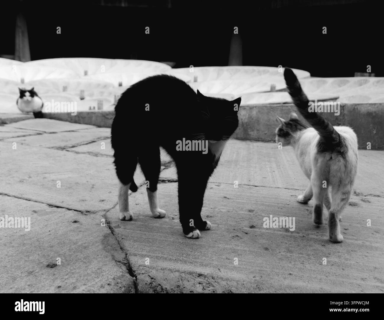Fotografia stradale in bianco e nero di tre gatti randagi all'aperto, con un gatto nero che inarca la schiena accanto a un altro gatto su una strada lastricata. Foto Stock