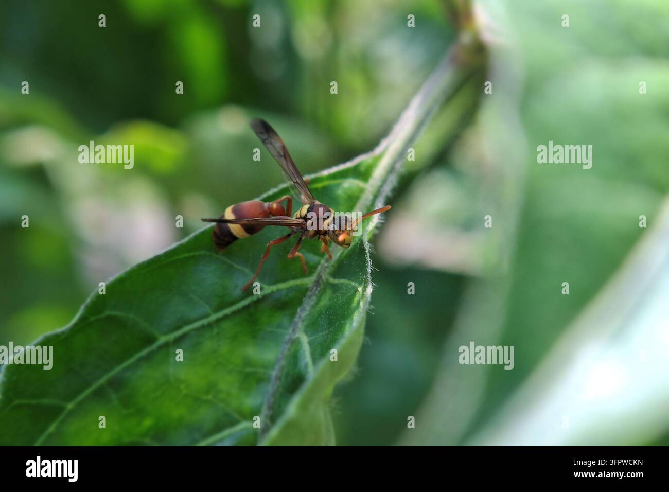 Scatto macro dettagliato di una vespa di carta che riposa su una foglia verde vibrante nel giardino, bella fotografia di insetti selvatici per il design naturale Foto Stock