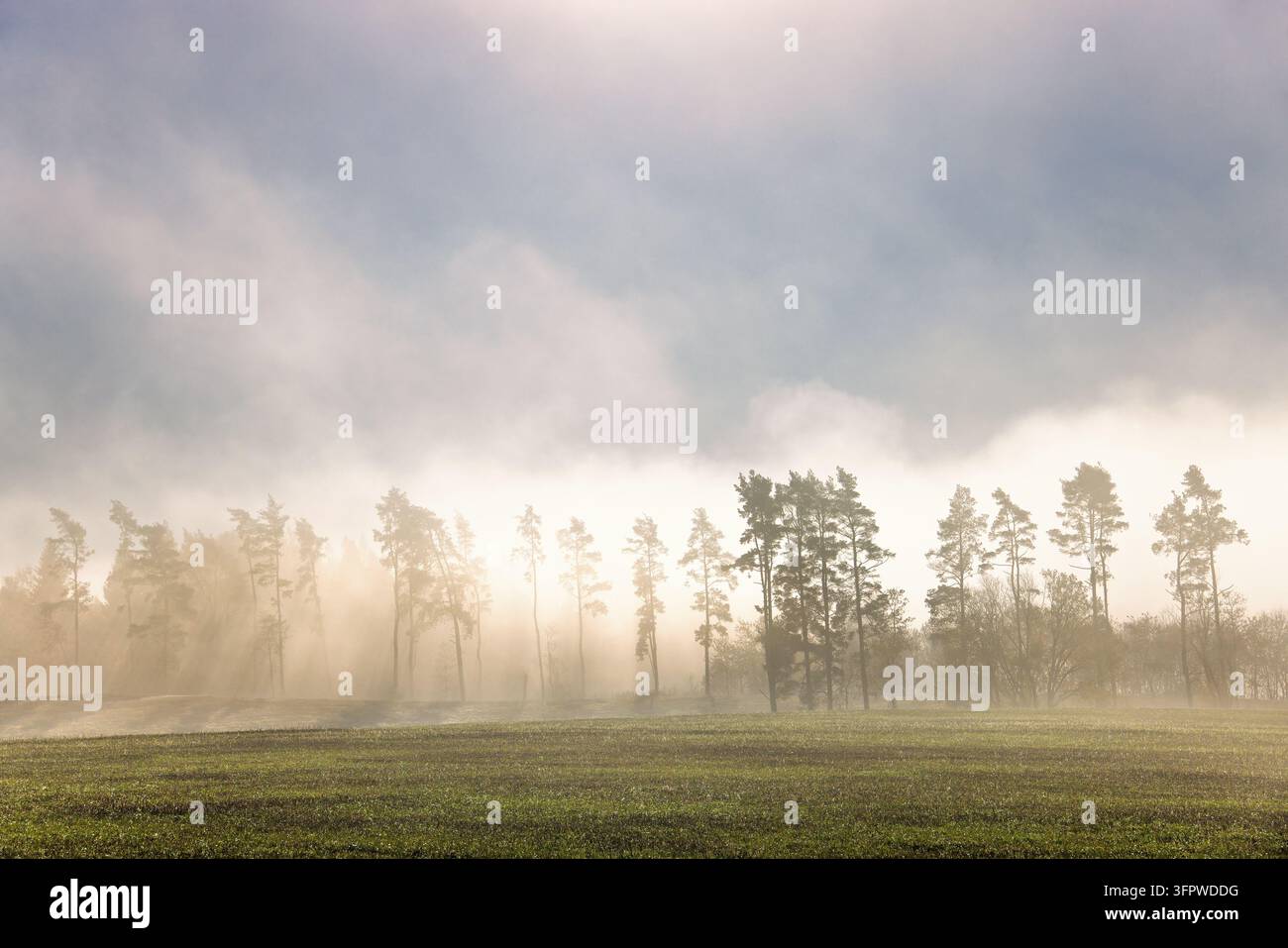 Foresta illuminata dal sole nella nebbia mattutina vicino a un terreno agricolo verde Foto Stock
