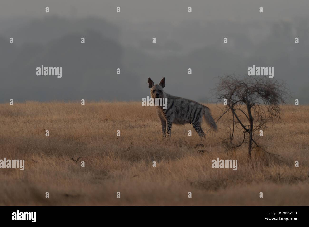 Ritratto di iena striata adulta in una prateria indiana all'alba, con uno sfondo nebbioso e misterioso Foto Stock