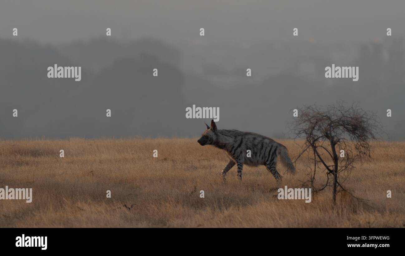Ritratto di iena striata adulta in una prateria indiana all'alba, con uno sfondo nebbioso e misterioso Foto Stock