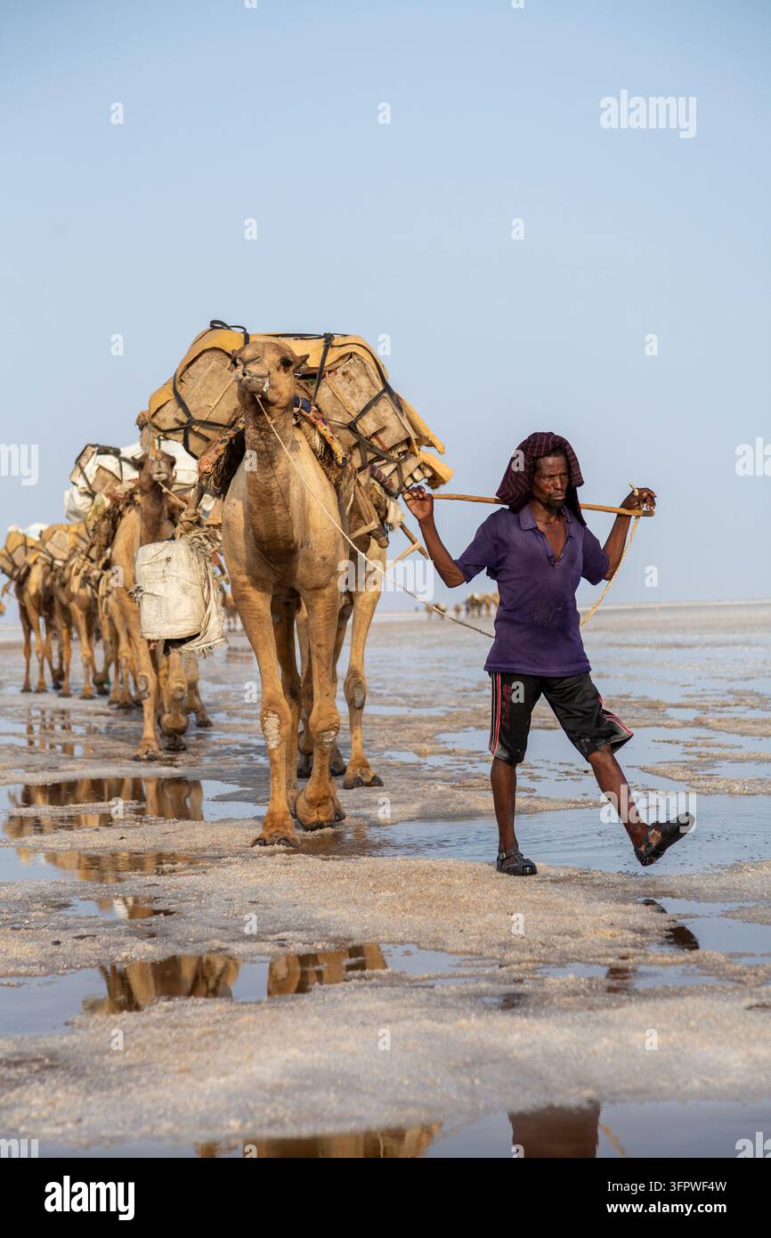 Carovane di cammelli che trasportano blocchi di sale nella depressione del Danakil, regione di Afar, Dallol, Etiopia Foto Stock