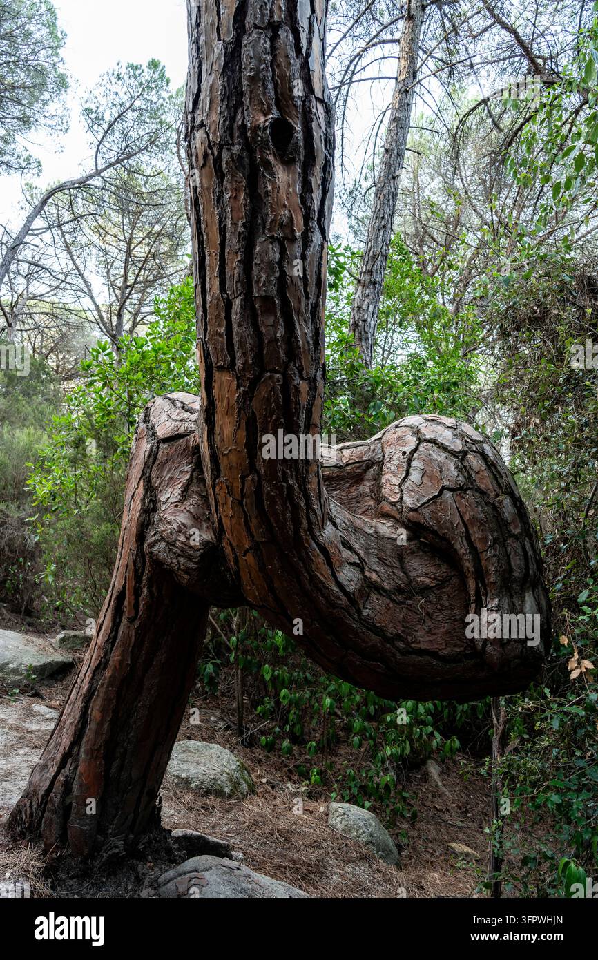 pino contorto, albero straordinario, Parco Montnegre i el Corredor, regione di Maresme, Barcellona, Spagna Foto Stock