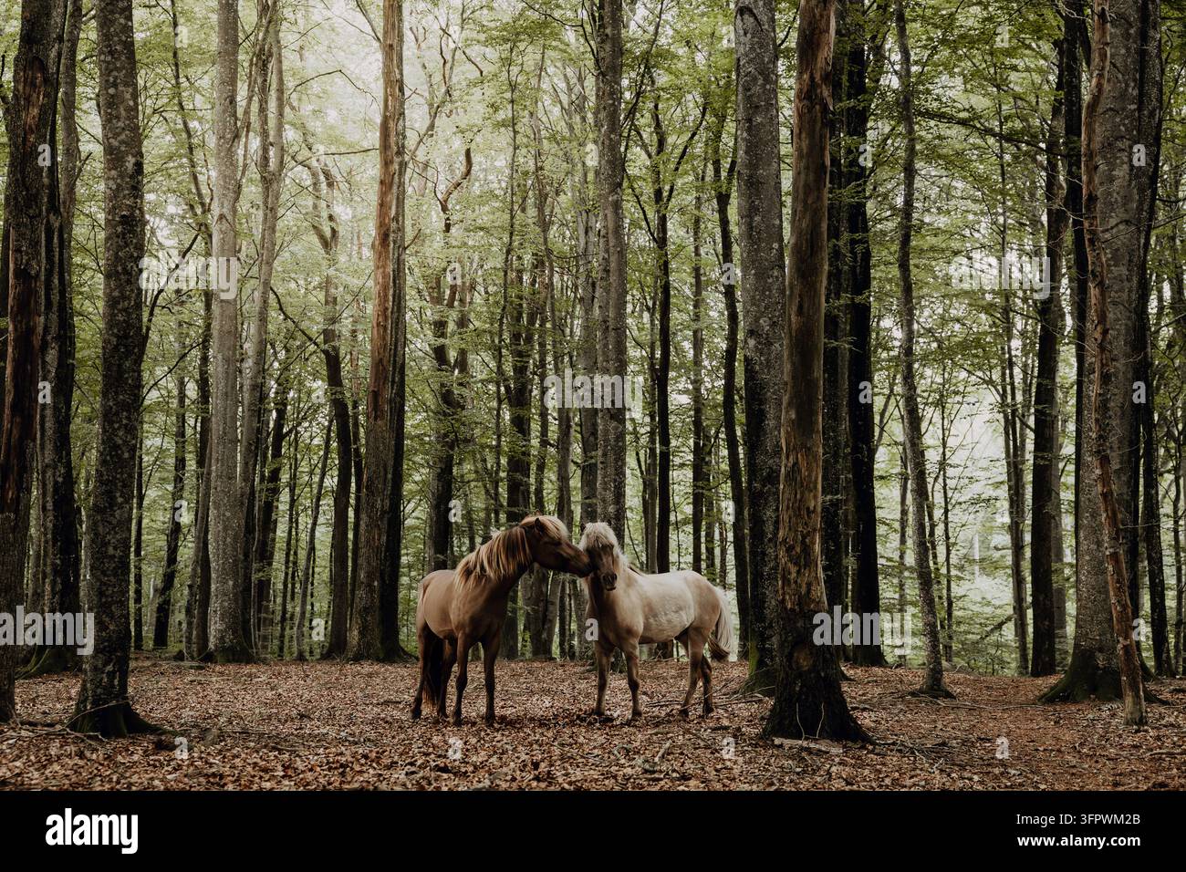 Due cavalli affettuosi che si annusano l'un l'altro in una bellissima foresta Foto Stock