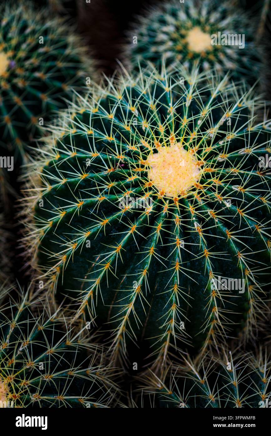 Cacto barile dorato, Echinocactus grusonii, vista dall'alto di un cactus rotondo con spine. Foto Stock