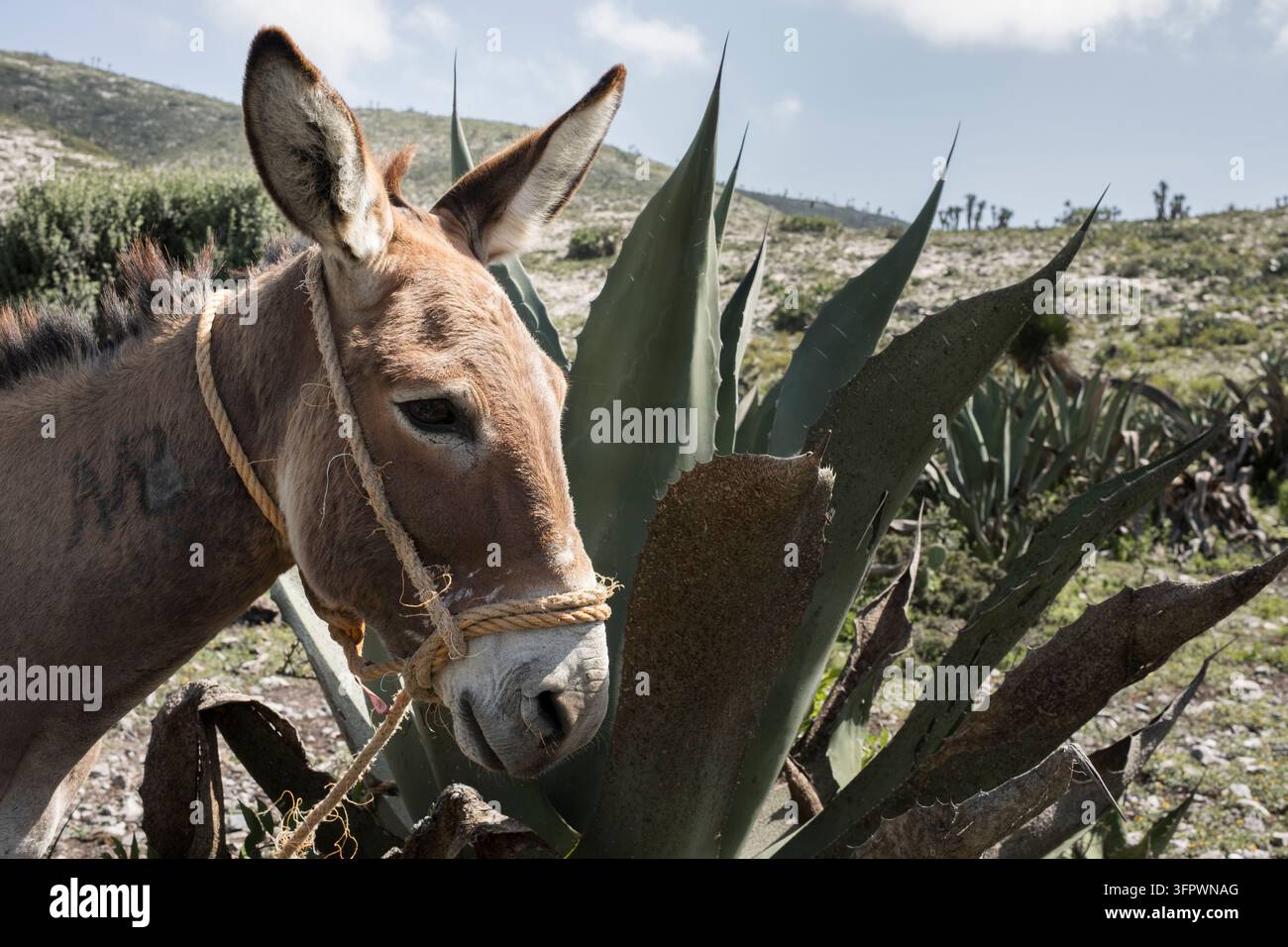 Un asino è in piedi accanto a una grande pianta di agave Foto Stock