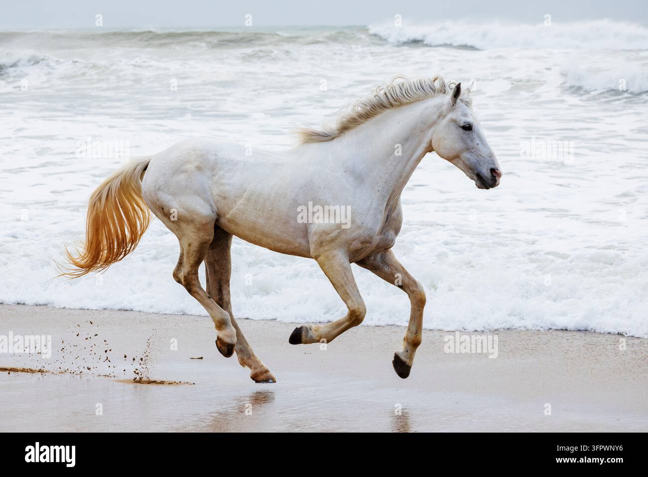 Un cavallo grigio che galoppa lungo una spiaggia sulla sabbia bagnata. Foto Stock