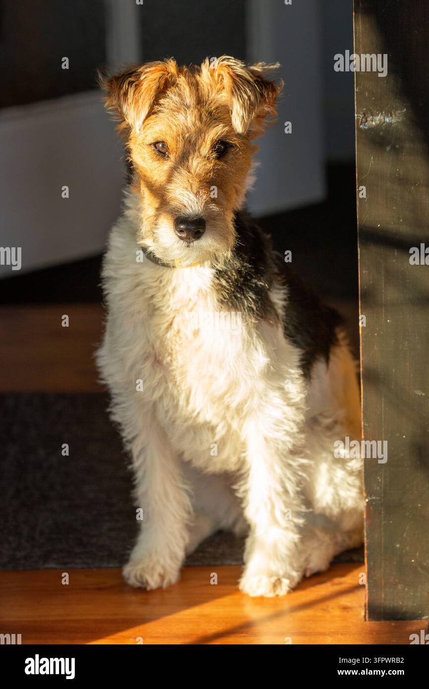 Un Wire Fox Terrier seduto all'interno alla luce del sole Foto Stock