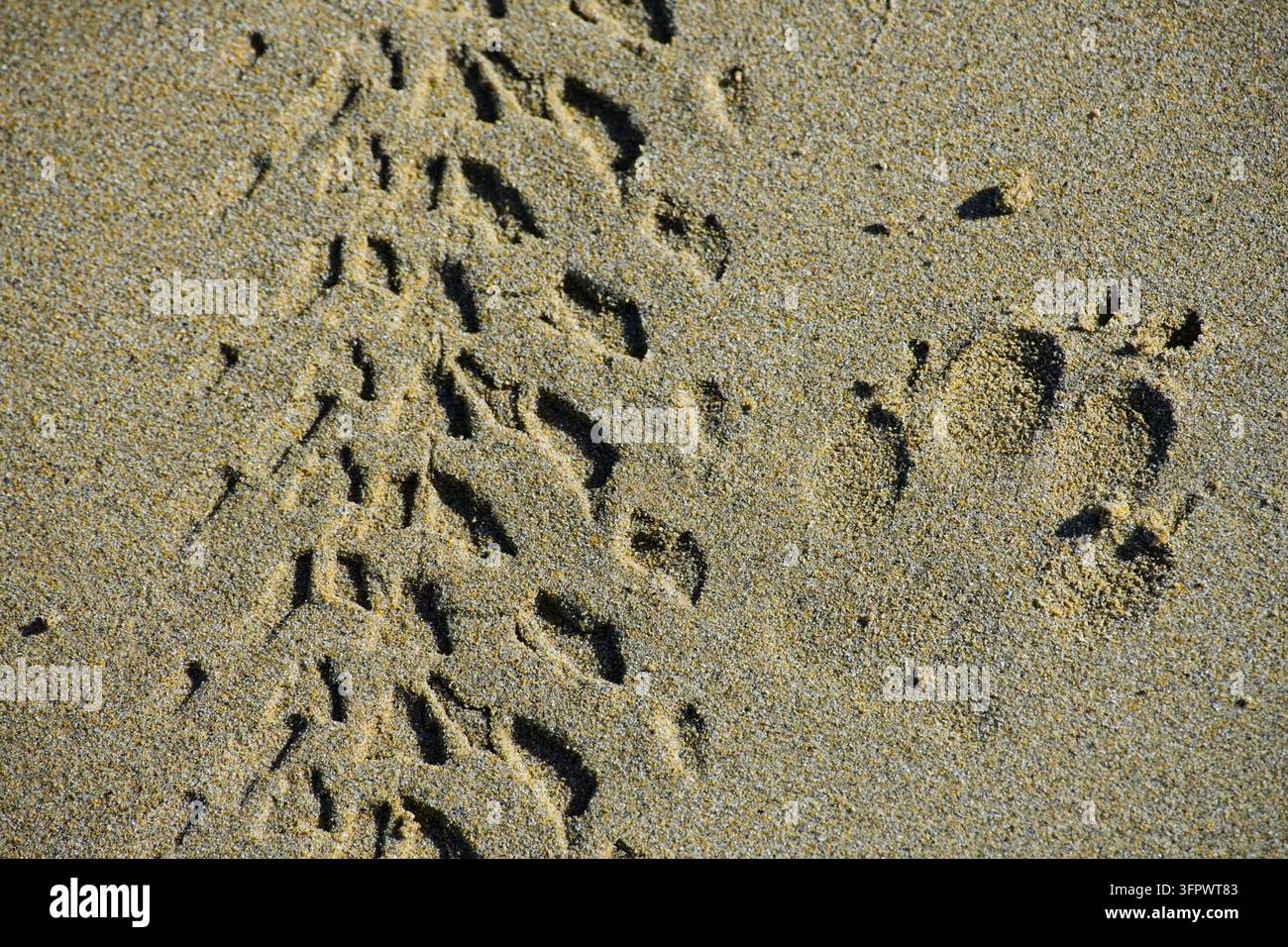 Tracce di pneumatici e impronta nella sabbia bagnata di una spiaggia Foto Stock