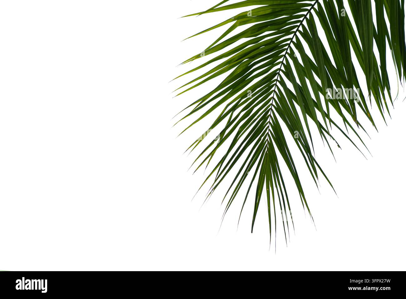 Bellissima foglia di cocco verde isolata su sfondo bianco con percorso di ritaglio per elementi di design, foglia tropicale, sfondo estivo Foto Stock