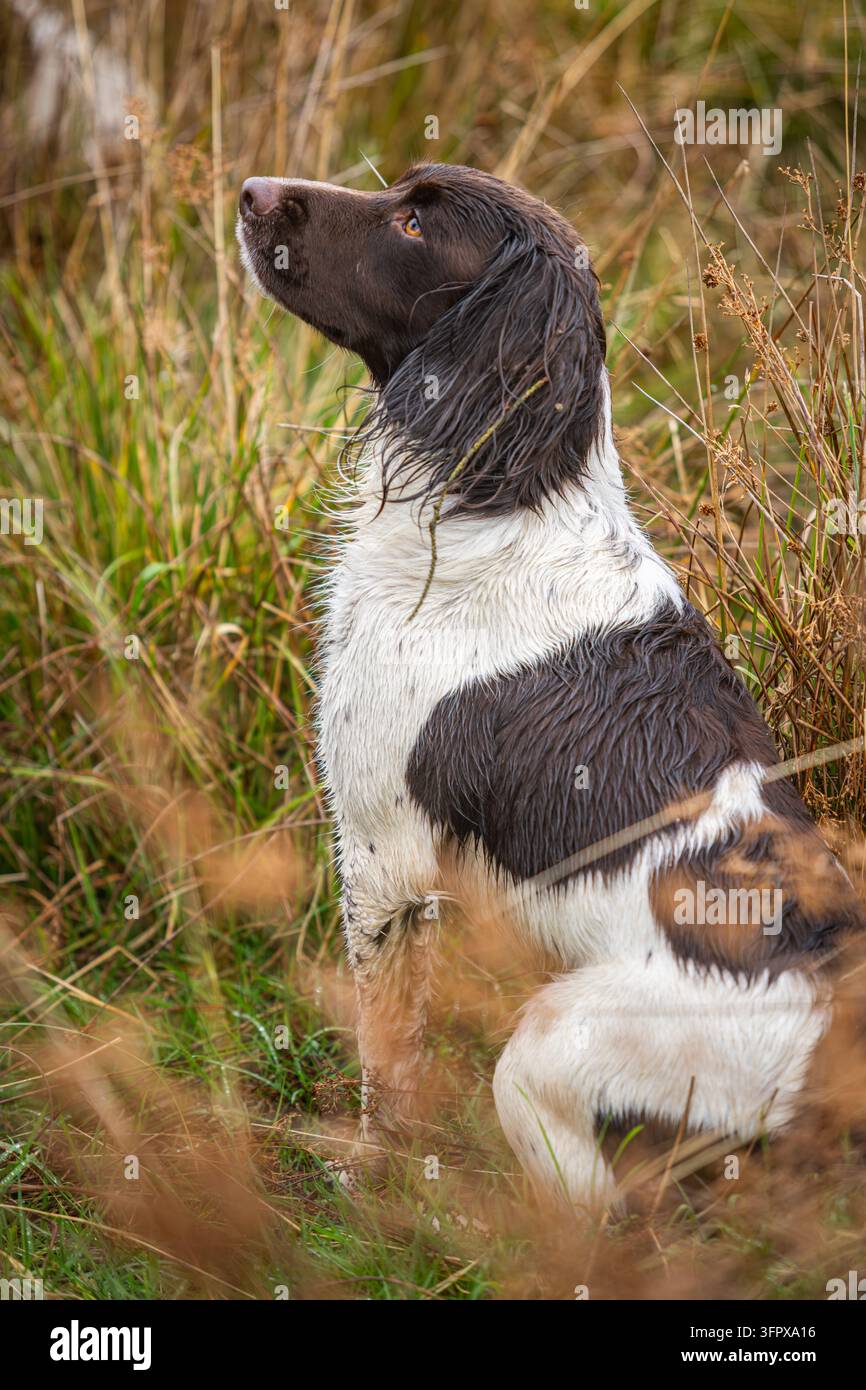 Springer Spaniel inglese in attesa di essere chiamato per una caccia alla tenuta di Rottal, Angus Glens, Scozia Foto Stock