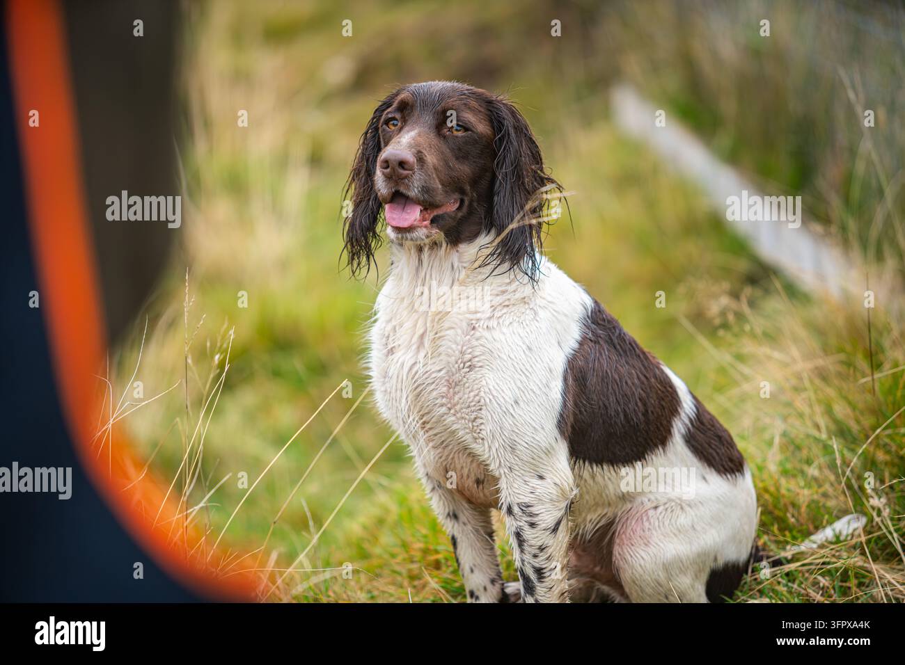 Springer Spaniel inglese in attesa di essere chiamato per una caccia alla tenuta di Rottal, Angus Glens, Scozia Foto Stock