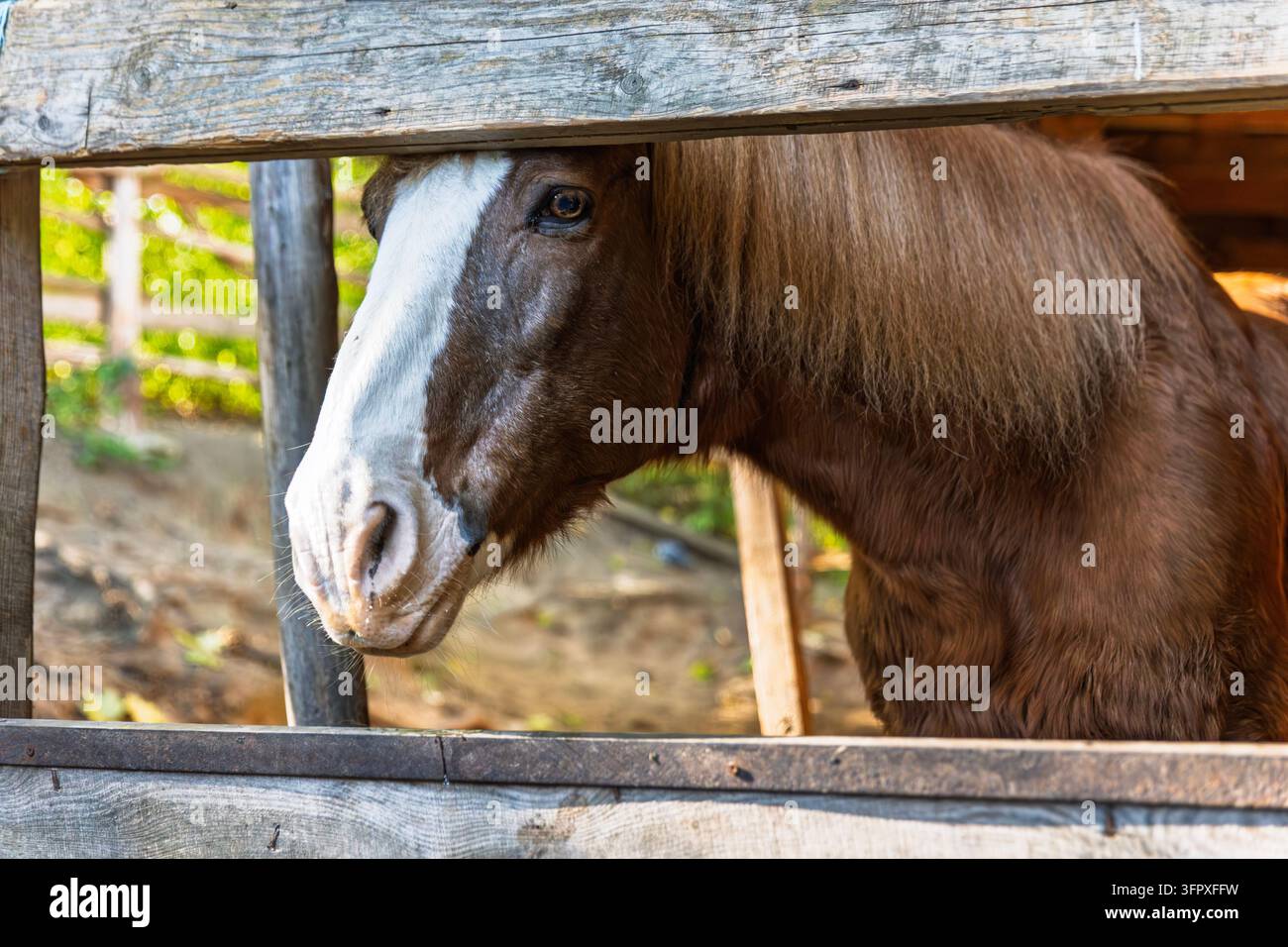Cavallo marrone con una larga macchia bianca sul muso e una lunga criniera folta si trova dietro ringhiere di legno consumate. Il primo piano mette in evidenza il suo occhio, il muso pallido Foto Stock