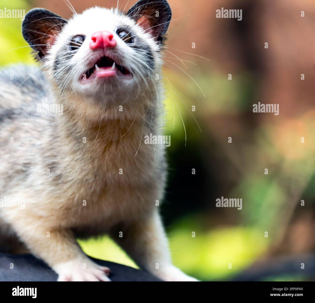 Ritratto ravvicinato di un giovane opossum curioso con il naso rosa e la bocca aperta, che guarda verso l'alto all'aperto su uno sfondo morbido verde e marrone. Foto Stock