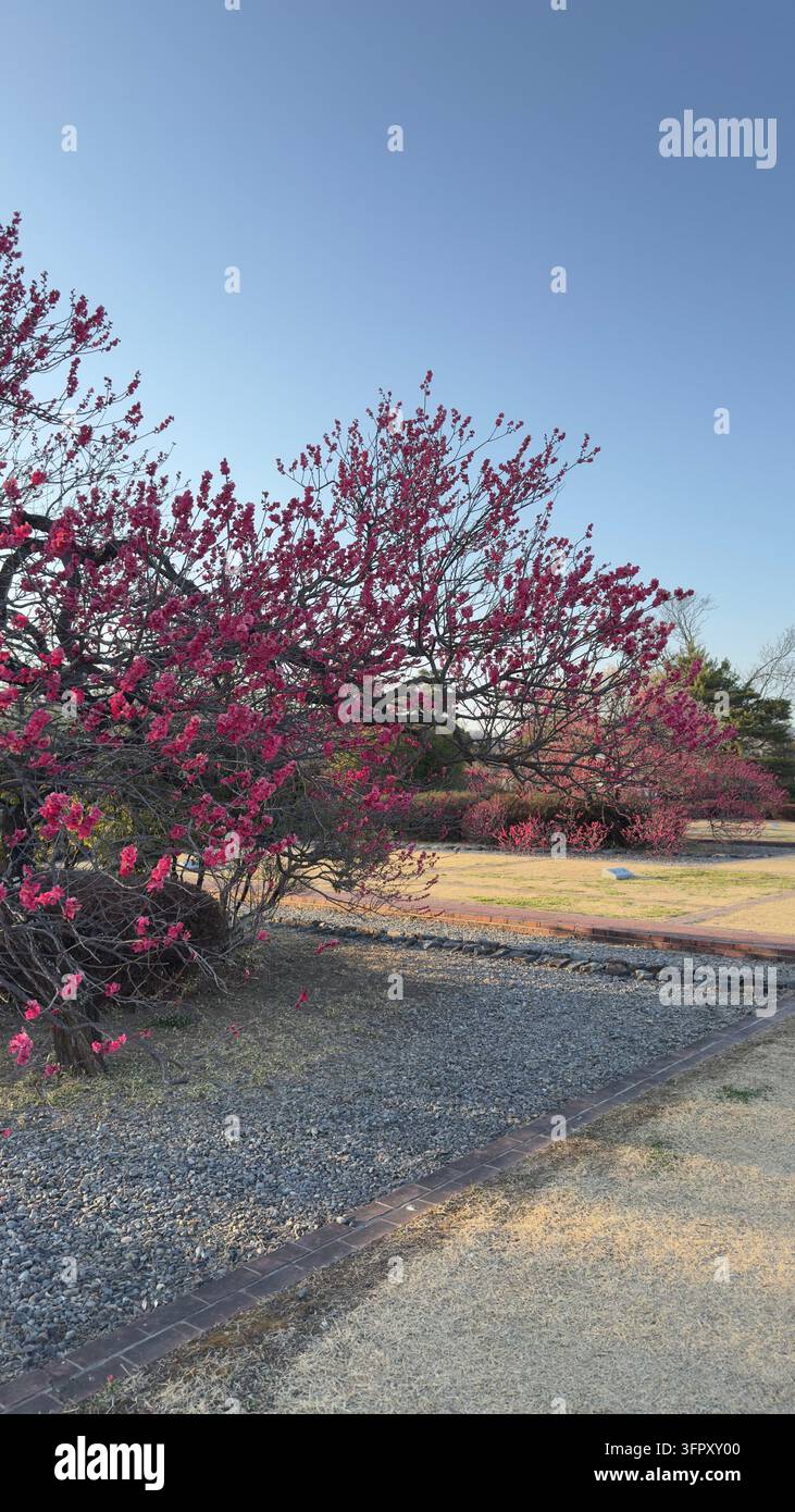 Alberi di prugne in fiore rossi accanto a un sentiero di ghiaia all'inizio della primavera - Immagine stock catturata con smartphone