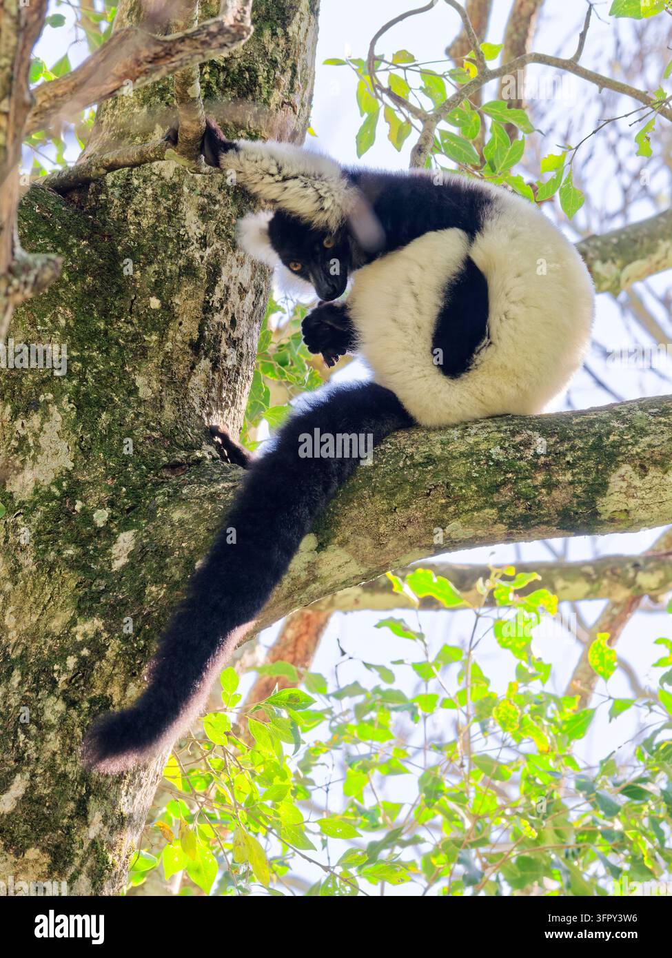 Lemure dalla cresta nera e bianca seduto su un ramo di albero e che guarda curiosamente verso il basso Foto Stock