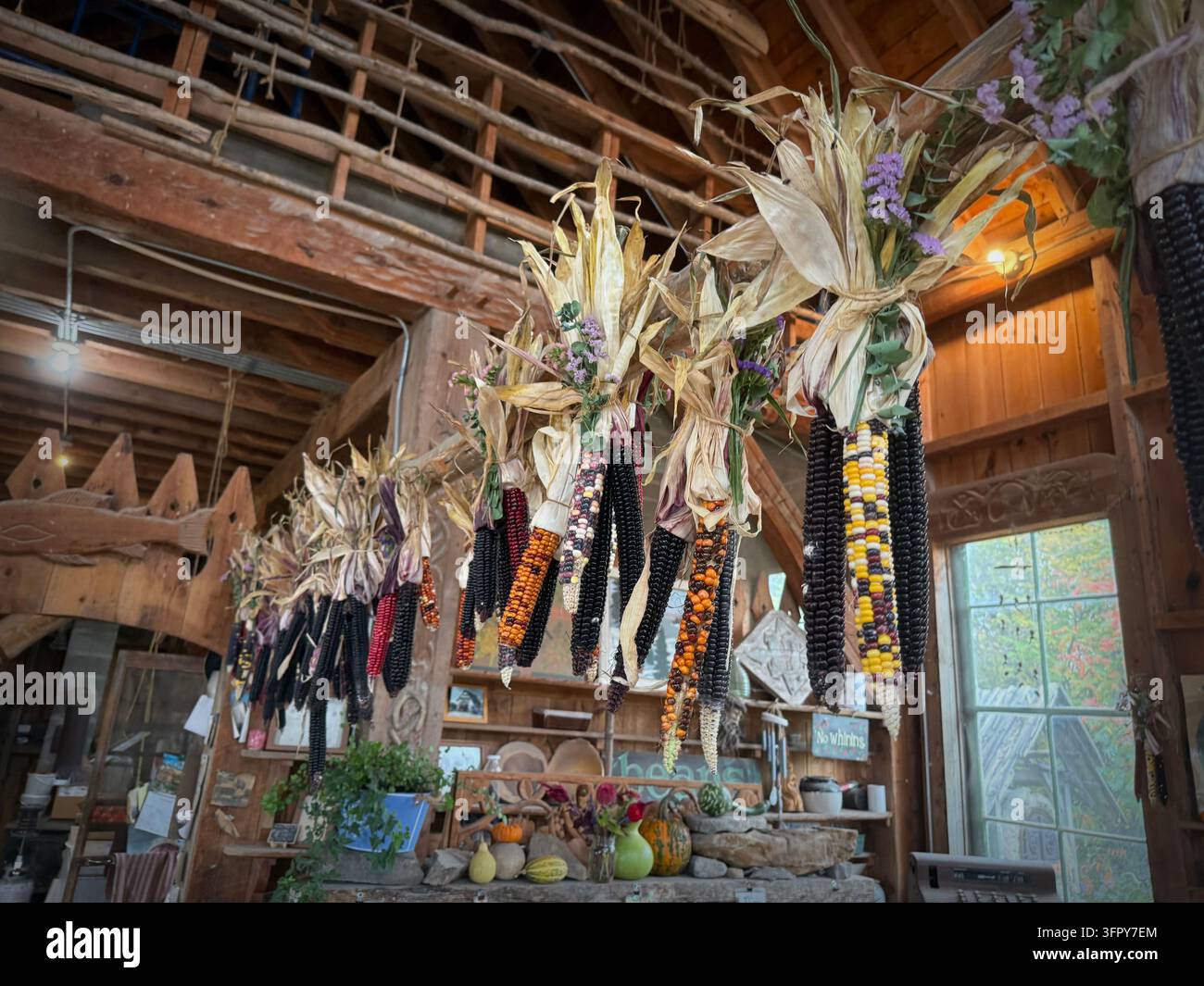 Mais essiccato allo stand della fattoria Hudak a Saint Albans, Vermont Foto Stock