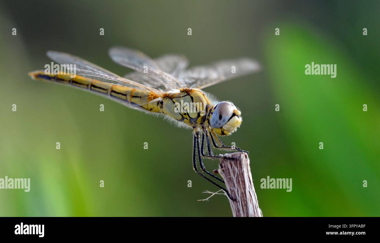 Libellula si posa su un bastone in un'area umida. Foto Stock