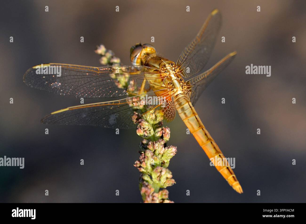 Una libellula si posa su una piccola pianta in una zona umida. Foto Stock