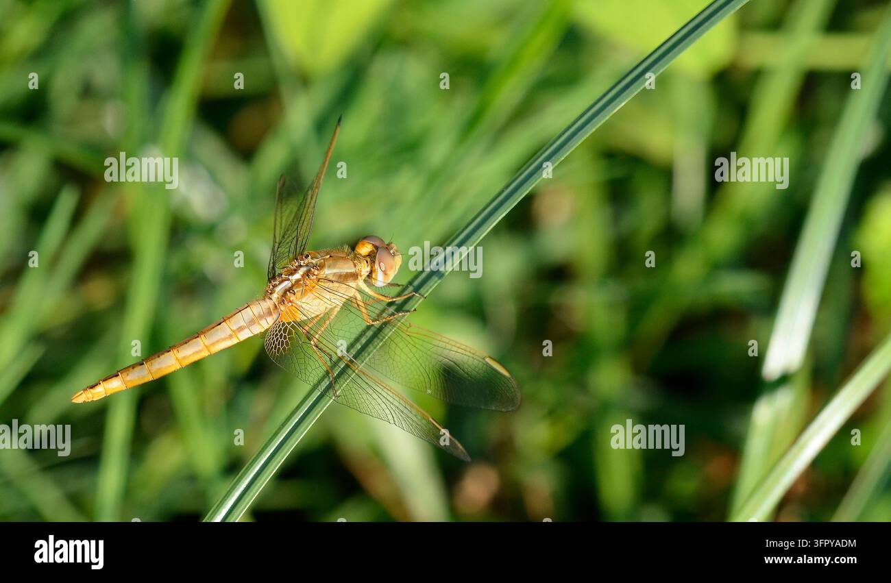 Libellula che vola e caccia in un'area umida Foto Stock