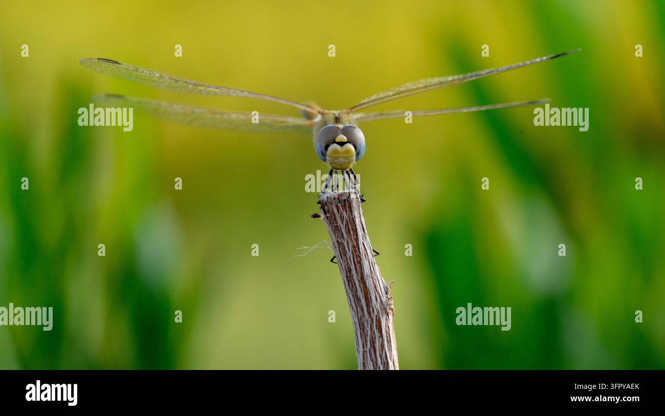 Libellula che vola e caccia su un'area verde Foto Stock