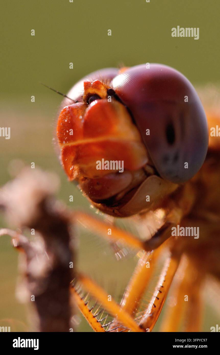 Prima piano di una libellula che mostra i dettagli della sua testa. Foto Stock