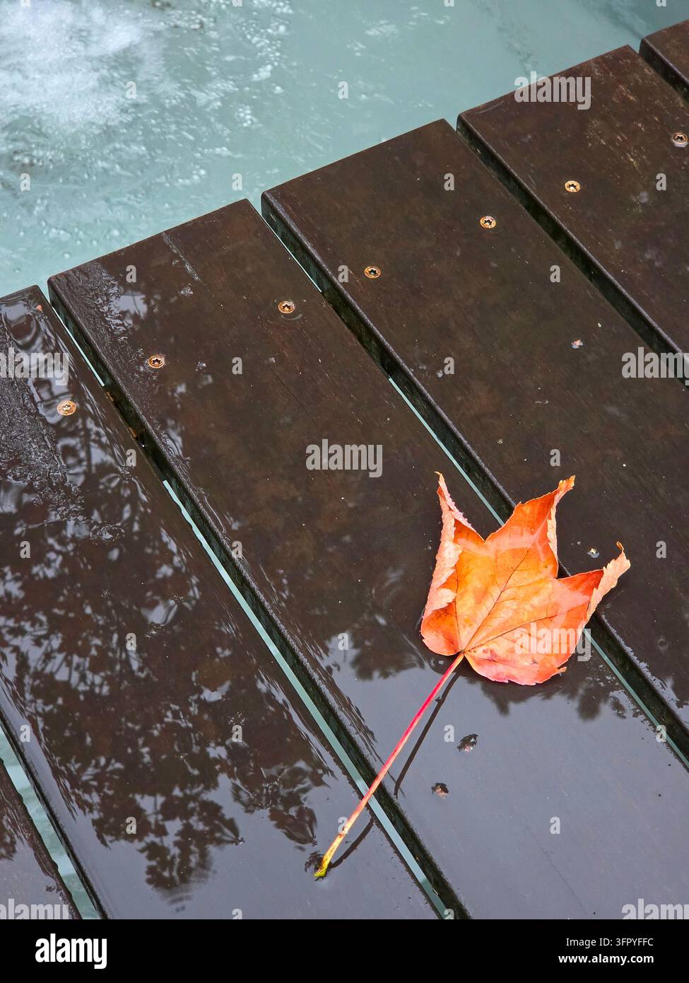 Foglia d'acero arancione brillante caduta su una superficie di terrazzo in legno scuro e bagnata durante una giornata autunnale piovosa all'aperto in un giardino europeo sul retro. - Immagine stock catturata con smartphone
