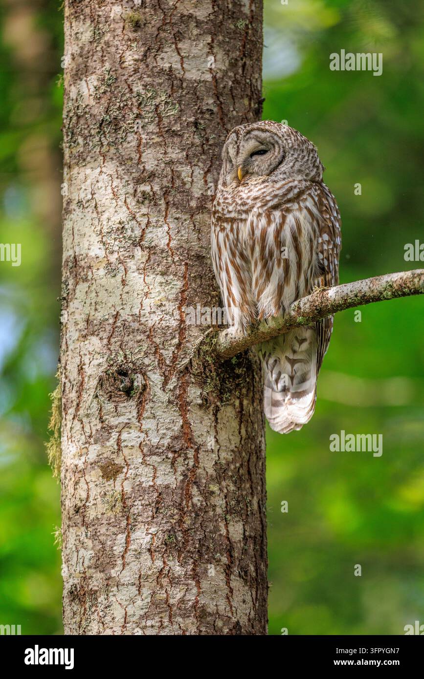 Un gufo barrato (Strix varia) si riposa sul ramo di un abete rosso, Columbia Britannica, Canada Foto Stock