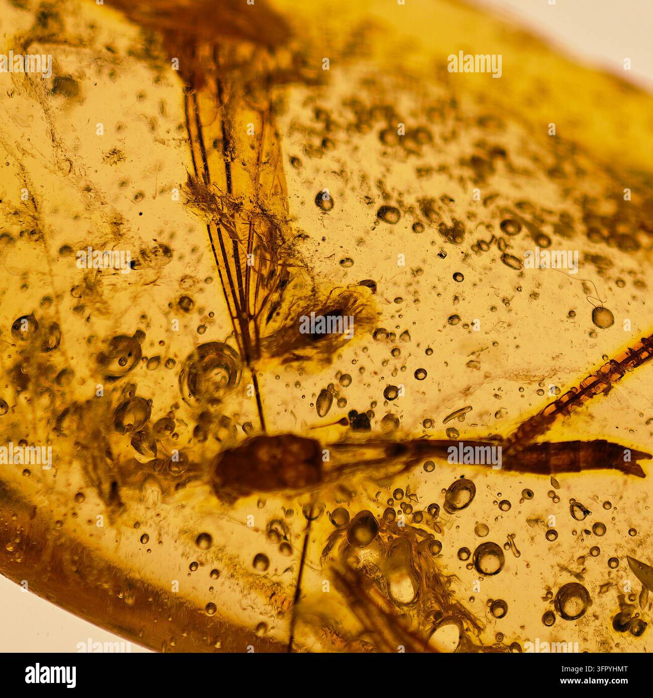 Una fotografia macro dettagliata e in primo piano che mostra una zanzara e altri minuscoli insetti perfettamente conservati in un pezzo di ambra giallo-dorato. Numerosi Foto Stock