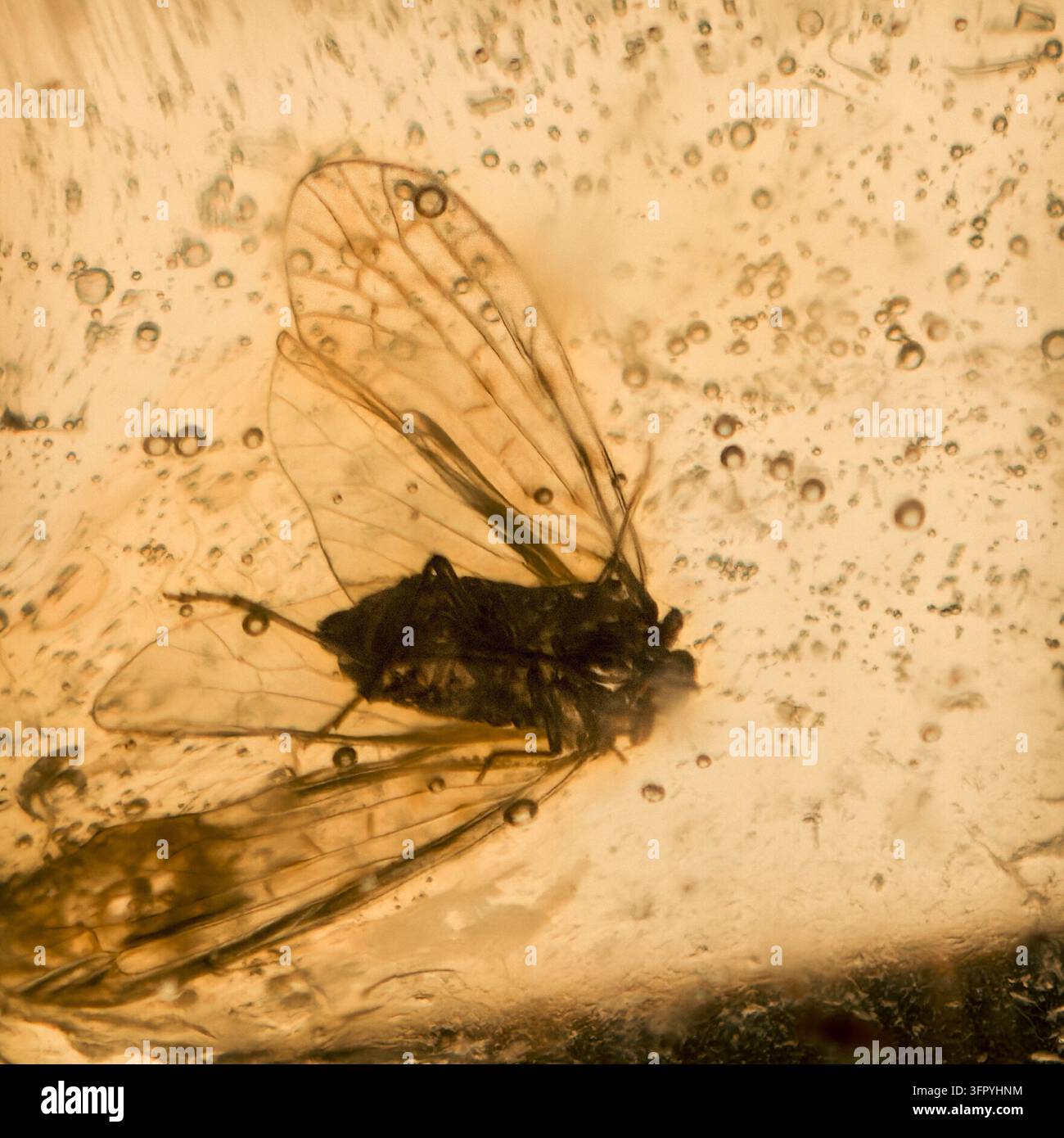 Una foto macro in primo piano rivela un insetto fossilizzato, probabilmente un afide o un piccolo insetto volante simile, perfettamente conservato in un oro traslucido Foto Stock