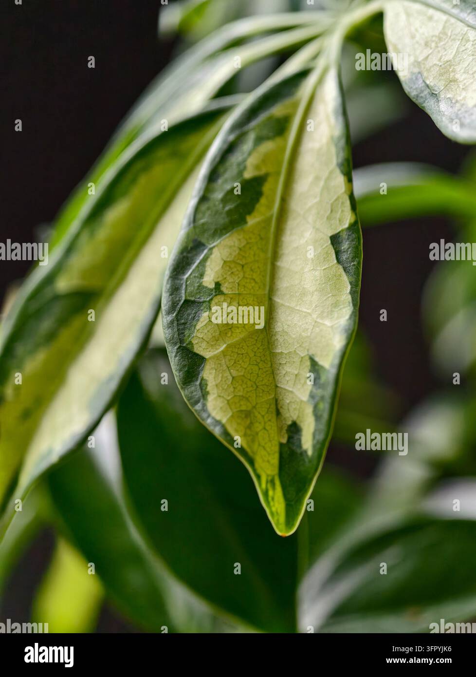 Un primo piano verticale dettagliato di una singola foglia di schefflera variegata, che mostra i suoi distinti motivi verdi e giallo crema e la struttura intricata Foto Stock
