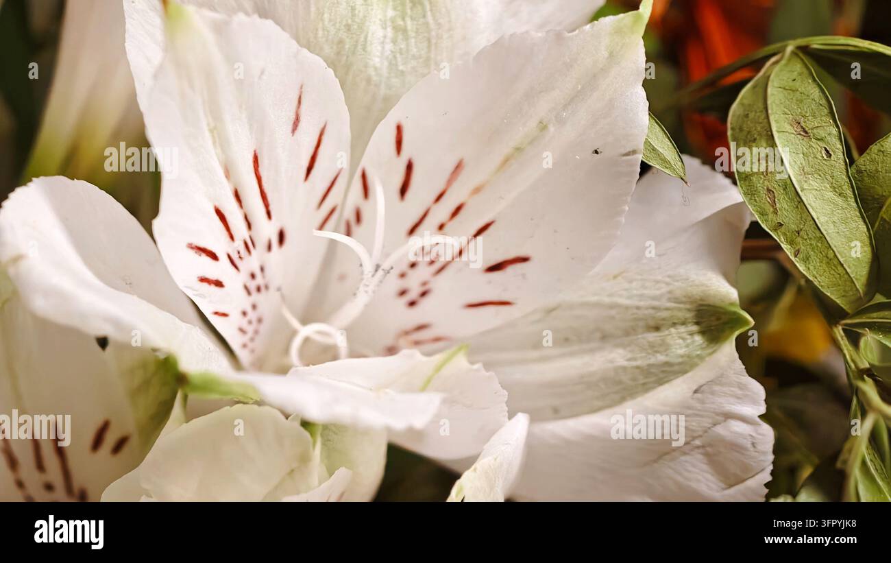 Un macro dettagliato che cattura i delicati petali bianchi di un fiore di Alstroemeria, adorni di distinte macchie bruno-rossastre. Lo stame centrale Foto Stock