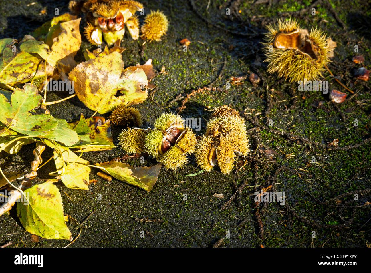 Il castagno dolce, noto anche come castagna spagnola o castagna europea, una specie di albero della famiglia delle piante floreali nel sole autunnale lei Foto Stock