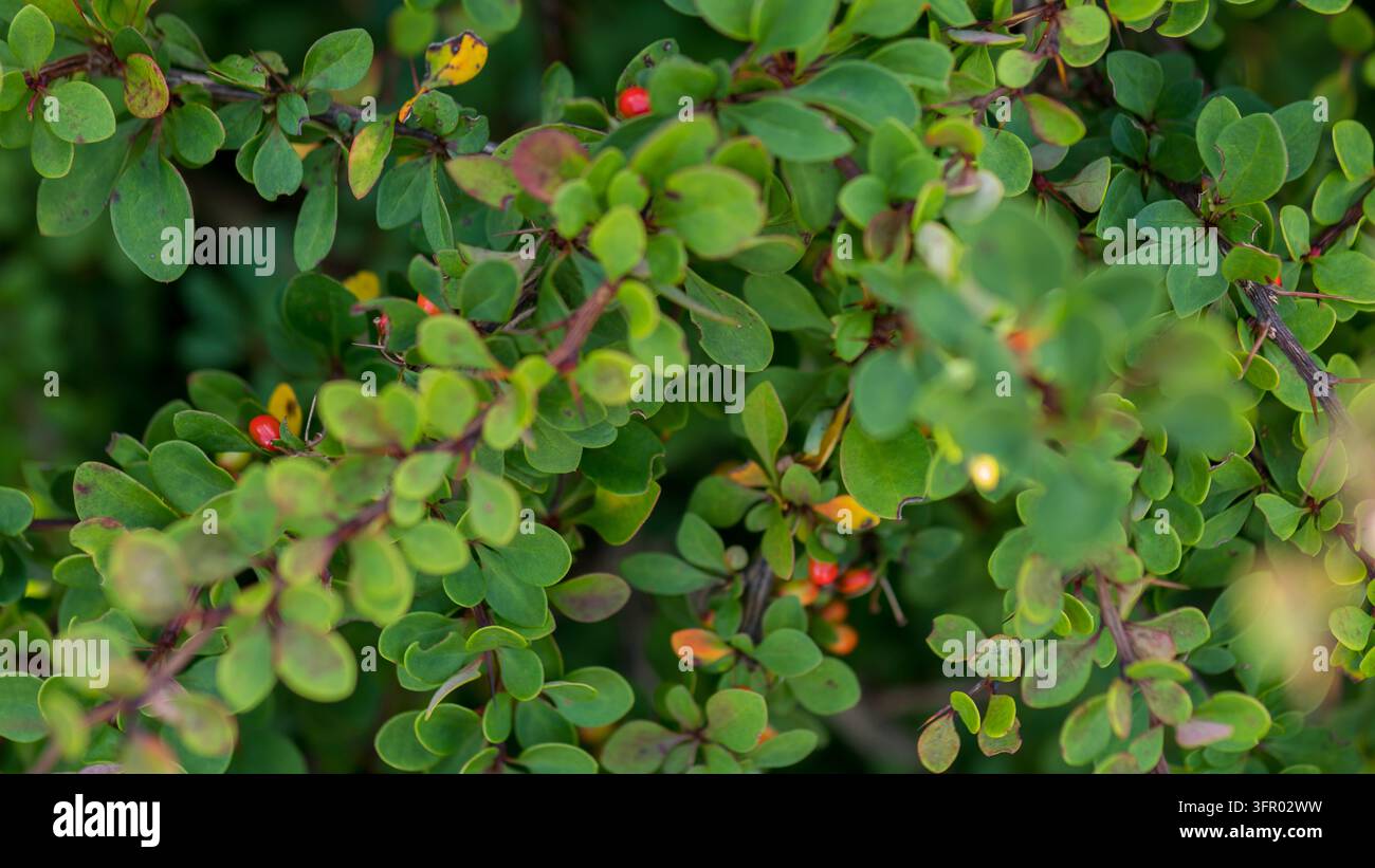 Bacche di Berberis thunbergii giapponesi con una fitta chioma verde, bacche rosse e rami spinosi rossicci Foto Stock