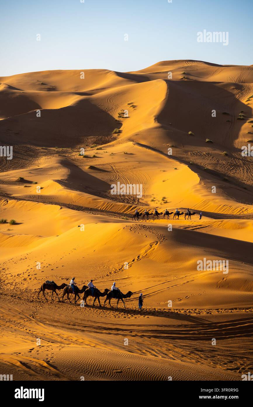 Un gruppo di cammelli attraversa le dune di sabbia nel deserto del Sahara del Marocco. Il sole splende intensamente mentre la carovana viaggia. Una guida indica la strada lungo i sentieri sabbiosi. Foto Stock