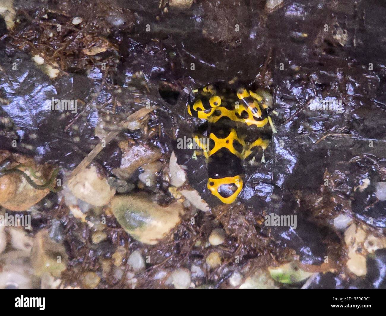 Poison dart frog Foto Stock