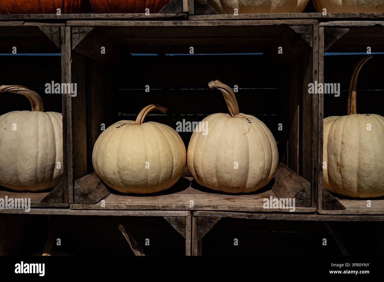Un zucca ibrida bianca, come una zucca Tandy F1 o una varietà bianca speciale simile (Cucurbita pepo) esposta all'interno di una cassa di legno. Foto Stock