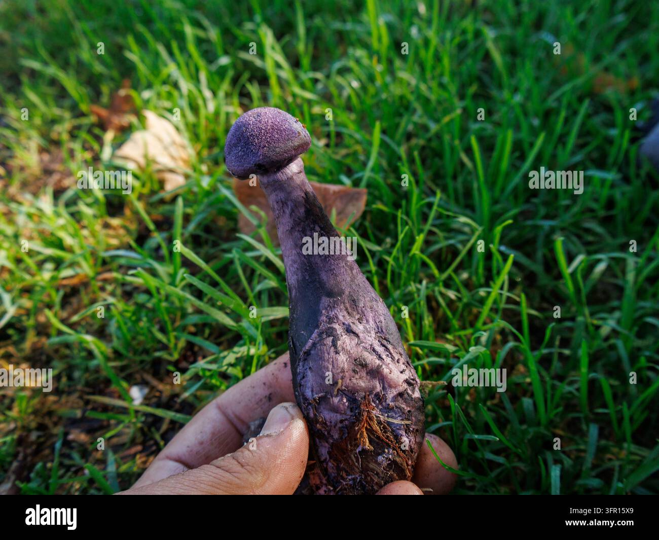 Cappello viola con una forma insolitamente robusta in una foresta vicino a Salisburgo, Austria (Cortinarius violaceus) Foto Stock