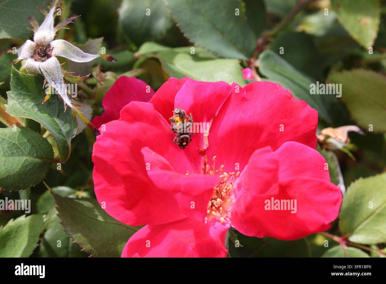 Lotta naturale per la vita e la morte tra predatore e preda: l'aracnide saltatore Phidippus audax cattura un'ape su un fiore di rosa rossa vibrante del giardino Foto Stock